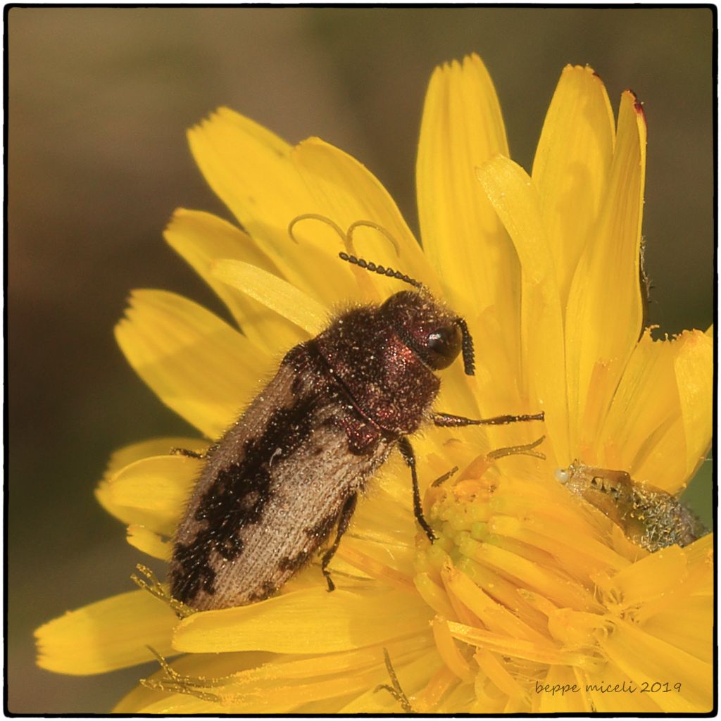 Coleoptera > Buprestidae > Acmaeodera pilosellae
